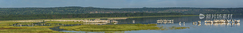 大白鹈鹕(Pelecanus onocrotalus)也被称为东方白鹈鹕，玫瑰色鹈鹕或白鹈鹕是鹈鹕科的一种鸟。在肯尼亚的纳库鲁湖国家公园。鸟群和部分湖泊的全景。